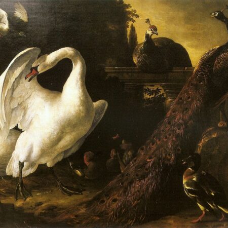 Cisnes e pães – Melchior d’Hondecoeter Melchior d'Hondecoeter Master Apollon