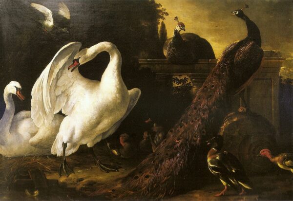 Cisnes e pães – Melchior d’Hondecoeter Melchior d'Hondecoeter Master Apollon