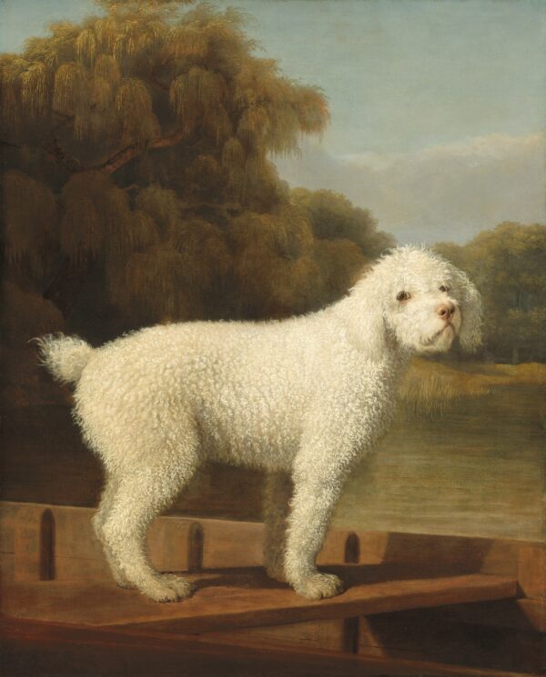 Caniche Branco em um Punt – George Stubbs George Stubbs Master Apollon