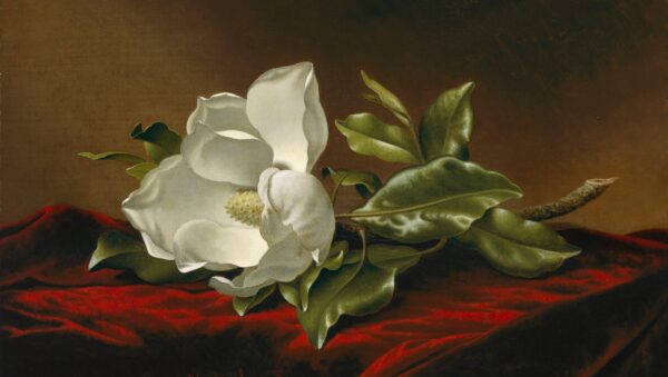 Magnólia Grandiflora – Martin Johnson Heade Martin Johnson Heade Master Apollon