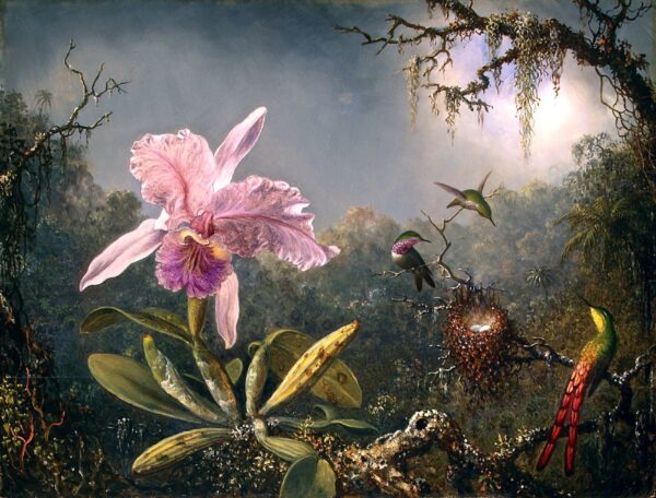 Orquídea Cattleya e três beija-flores – Martin Johnson Heade Martin Johnson Heade Master Apollon