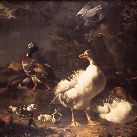 Gansos e patos – Melchior d’Hondecoeter Melchior d'Hondecoeter Master Apollon