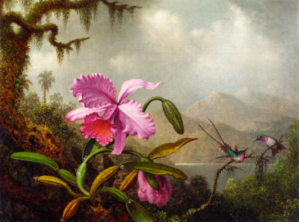 Orquídeas e beija-flores – Martin Johnson Heade Martin Johnson Heade Master Apollon