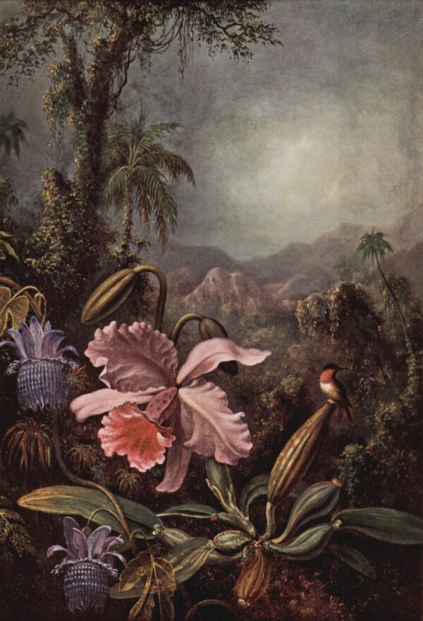 Orquídea, Passiflora e Colibri – Martin Johnson Heade Martin Johnson Heade Master Apollon