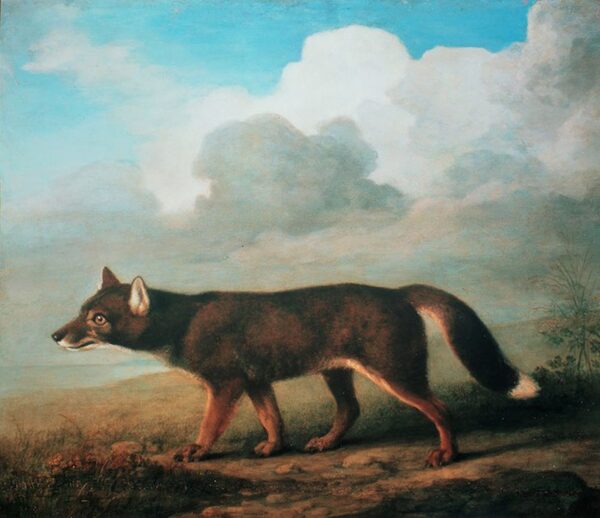 Retrato de um grande cão da Nova Holanda (Dingo) – George Stubbs George Stubbs Master Apollon