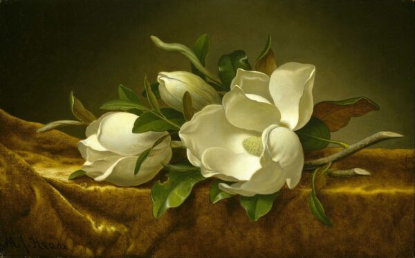 Magnólias sobre tecido de veludo dourado – Martin Johnson Heade Martin Johnson Heade Master Apollon