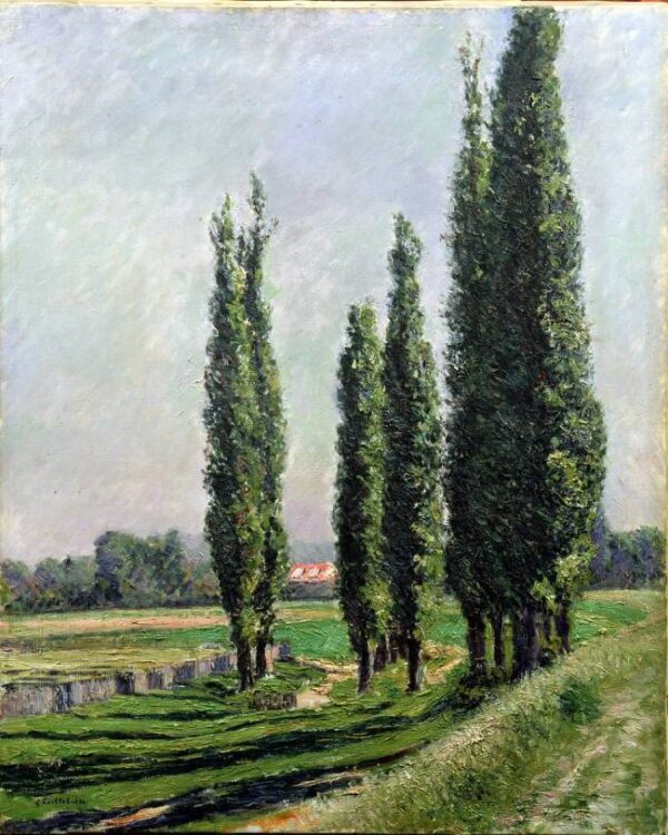 Árvores de choupo à beira do rio em Argenteuil – Caillebotte Gustave Caillebotte Master Apollon