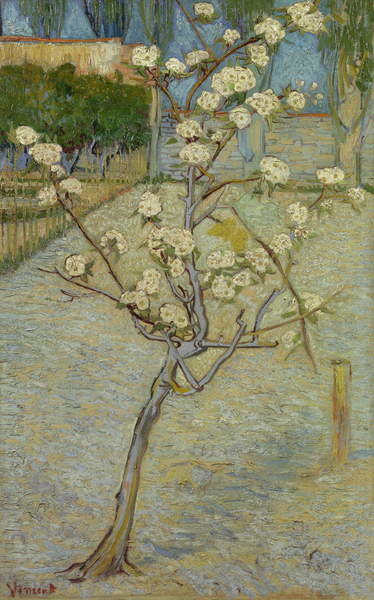 Pêra em flor – Van Gogh Vincent Van Gogh Master Apollon