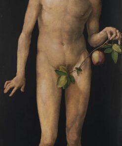 Adam – Albrecht Dürer Albrecht Dürer Master Apollon
