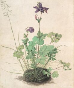 Columbine – Albrecht Dürer Albrecht Dürer Master Apollon