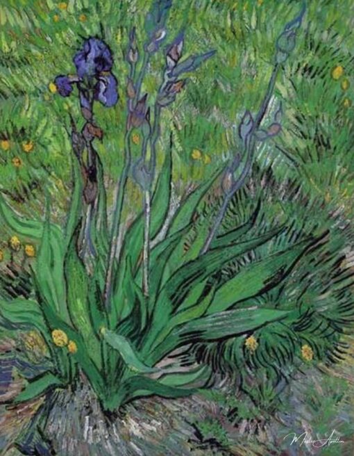 Os íris II – Van Gogh Vincent Van Gogh Master Apollon