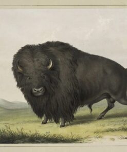 Búfalo Pastando – George Catlin George Catlin Master Apollon